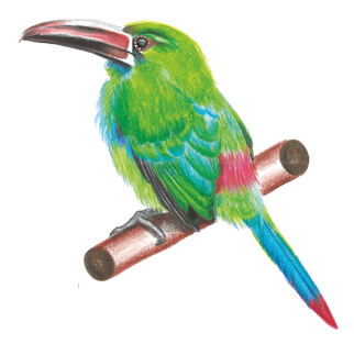 Tucancito rabirrojo